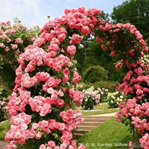 Tüplü  Aşılı Kokulu Yediveren Pembe Rosarium Uetersen  Sarmaşık Gül Fidanı