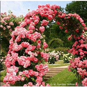 Tüplü  Aşılı Kokulu Yediveren Pembe Rosarium Uetersen  Sarmaşık Gül Fidanı