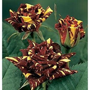 Tüplü Yediveren Sihirbaz(abrakadabra) Gül Fidanı (3-4 Yaş)