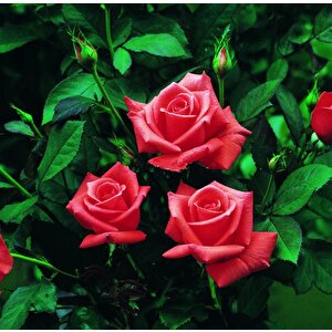 Tüplü Kordes Lady Rose Kokulu Gül Fidanı