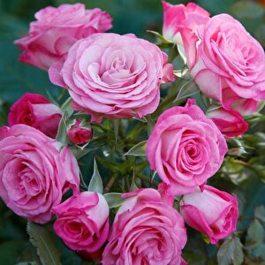 Tüplü Katmerli Kokulu Kordes Rosen Xenia Yediveren Soğuklara Dayanıklı Gül Fidanı