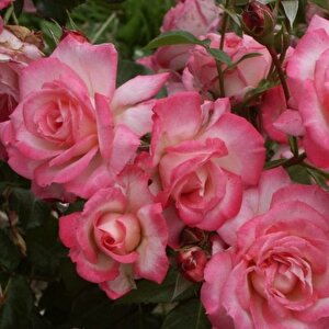 Tüplü Koleksiyonluk  Yediveren Kokulu Pembe Beyaz Harlekin Sarmaşık Gül Fidanı