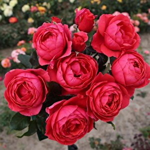 Tüplü  gartenprinzessin Marie Jose Yediveren Yoğun Kokulu Parfüm Gül Fidanı