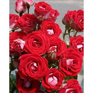 Tüplü Nadir  Kokulu Rose Schöne Koblenzerin Yediveren Gül Fidanı