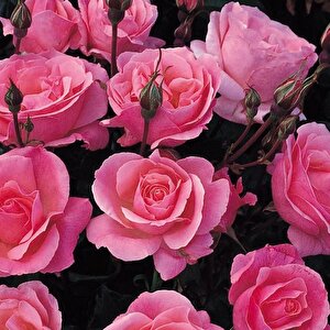 Tüplü Yediveren Çok Goncalı Soğuklara Dayanıklı Pink Fc Masal Gül Fidanı