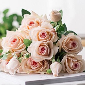 Tüplü Soğuklara Dayanıklı Yediveren Cream White Krem Beyazı  Kokulu Gül Fidanı