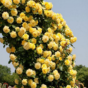 Soğuklara Dayanıklı Tüplü Yediveren Golden Gate Sarı Kokulu Sarmaşık Gül Fidanı