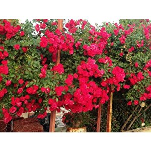 Tüplü Kokulu Kırmızı Cherry Belle Sarmaşık Gül Fidanı