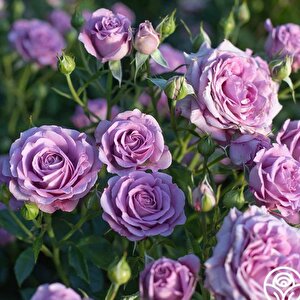 Tüplü İri Goncalı Parfüm Kokulu Violet  Menekşe Renkli Yediveren Gül Fidanı