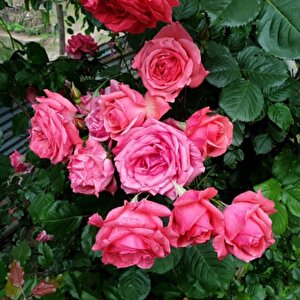 Tüplü Yediveren Sophia Soğuklara Dayanıklı Gül Fidanı