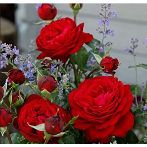 Tüplü  Katmerli Soğuklara Dayanıklı Yediveren Çok Goncalı Tiamo Gül Fidanı