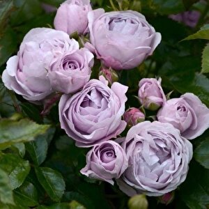 Tüplü  Koleksiyonluk Hyrid Tea Nautica Yediveren Gül Fidanı