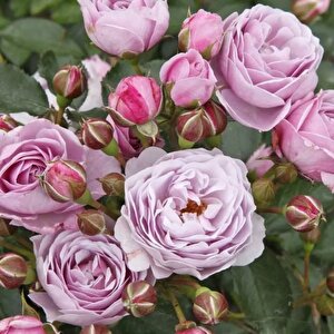 Tüplü  Koleksiyonluk Hyrid Tea Nautica Yediveren Gül Fidanı