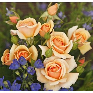 Tüplü Kordes Rosen Kokulu Sweet Honey Gül Fidanı