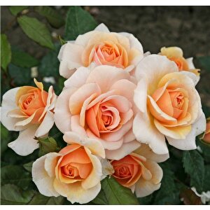 Tüplü Kordes Rosen Kokulu Sweet Honey Gül Fidanı