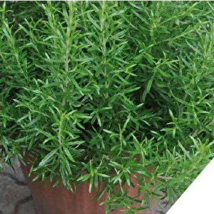 Aromatik Saksılık Abraxas Biberiye Fidesi (3  Fide)