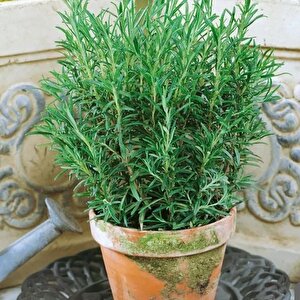 Aromatik Saksılık Abraxas Biberiye Fidesi (3  Fide)