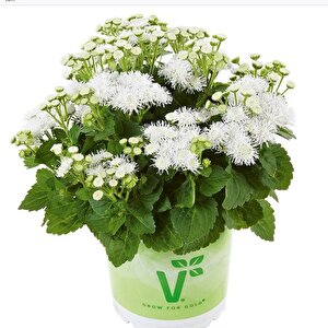 Koleksiyonluk Ariella White  Vapur Dumanı  Çiçeği Fidesi (1 Adet)