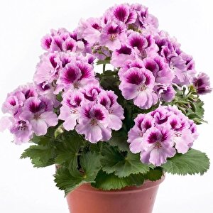 Aristo Orchid Sardunya Canan Çiçeği Fidesi (1 Adet)