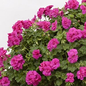 Sarkan Grandeur İvy Violet Sakız Sardunya Fidesi (1 Adet)