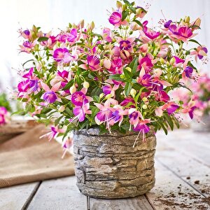 Rosy Violet 3 Renkli İri Çiçekli Küpe Çiçeği Fidesi (1 Adet)