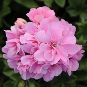 Pembe Çiçekli Grandeu İvy Pink Sakız Sardunya Çiçeği Fidesi