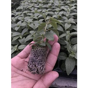 Fuchsita Polar Saksılık Beyaz Küpeli Çiçeği Fidesi (1 Adet Fide)