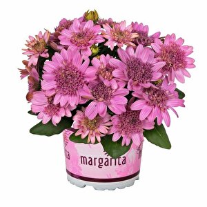 Nadide Renkler Katmerli Erato Double Pink Bodrum Papatyası Çiçeği Fidesi (1 Adet)