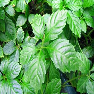 Gynostemma Pentephyllum Beş Yapraklı Jiaogulan Ginseng Fidesi (3 Adet)