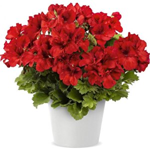 Bright Red Aristo Sardunya Canan Çiçeği Fidesi  (1 Adet)