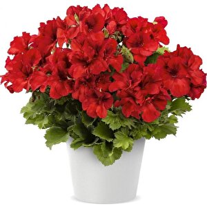 Bright Red Aristo Sardunya Canan Çiçeği Fidesi  (1 Adet)