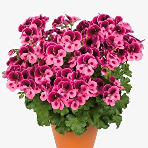 Clarion Pink With Eye Pembe  Çiçekli Sardunya Canan Çiçeği Fidesi (1  Adet)