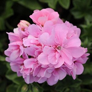 Sarkan Grandeur İvy Pink Sakız Sardunya Fidesi (1 Adet)