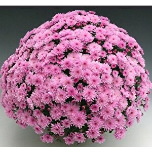 Özel Seri Branfountain Pink Kasımpatı Krizantem Çiçeği Fidesi (1 Adet)