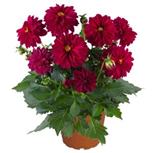 Katmerli İri Katmerli Çiçekli Power Burgundy Yıldız Dahlia Çiçeği Fidesi (2 Adet)