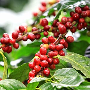 3 Adet Kendine Verimli Coffea Arabica Kahve Fidesi Bedava Kargo
