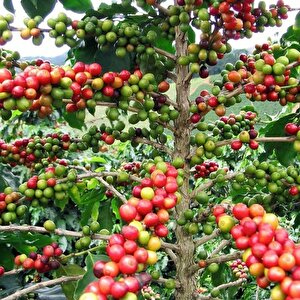 3 Adet Kendine Verimli Coffea Arabica Kahve Fidesi Bedava Kargo