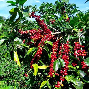 3 Adet Kendine Verimli Coffea Arabica Kahve Fidesi Bedava Kargo