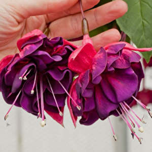 Nadir Xxl Çiçekli Marbeller Magenta Purple Rain Küpe Çiçeği Fidesi (1 Adet)