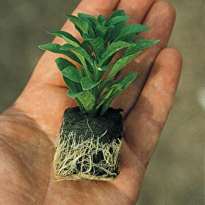 Yayılıcı Sambesi Aromatik Kekik Fidesi (2 Adet)