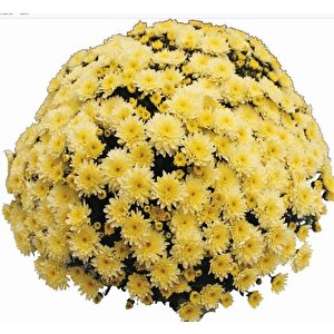 Özel Seri Branfountain Lemon  Kasımpatı Krizantem Çiçeği Fidesi (1 Adet)