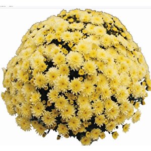 Özel Seri Branfountain Lemon  Kasımpatı Krizantem Çiçeği Fidesi (1 Adet)