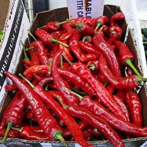 Çok Acı Etli Şili Acı Biber Fidesi (5 Adet)