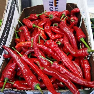 Çok Acı Etli Şili Acı Biber Fidesi (5 Adet)