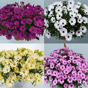 Erato Mixed Bodrum Papatyası Çiçeği Fidesi (4 Adet)