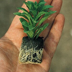 Erato Mixed Bodrum Papatyası Çiçeği Fidesi (4 Adet)