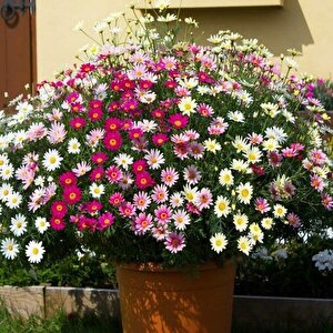 Erato Mixed Bodrum Papatyası Çiçeği Fidesi (4 Adet)