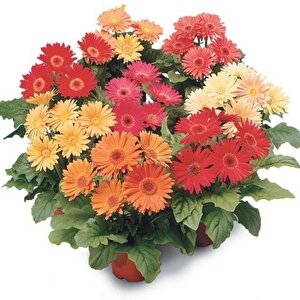 Erato Mixed Bodrum Papatyası Çiçeği Fidesi (4 Adet)