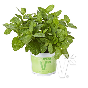 Geniş Yapraklı Hızlı Gelişen Garden Mint Bahçe Nanesi Fidesi (2 Adet)