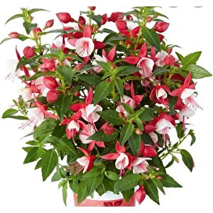 Xl Deep Rose White Küpe Çiçeği Fidesi (2 Adet)